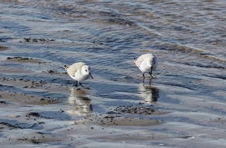 petten2016-22