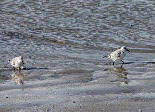 petten2016-23