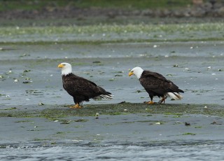 canada-2011-04-051