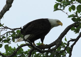 canada-2011-06-025