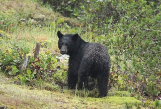 canada-2011-07-034