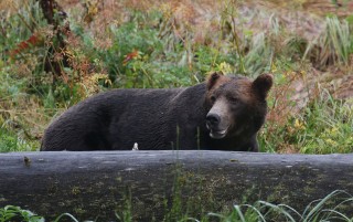 canada-2016-09-131