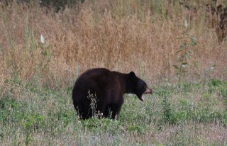 canada-2016-18-49