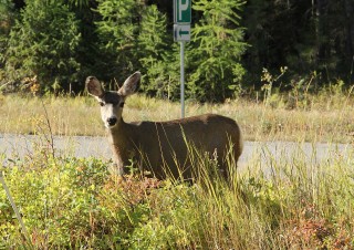 canada-2018-06-001