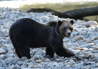 canada-2018-15-104