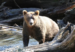 canada-2018-15-135