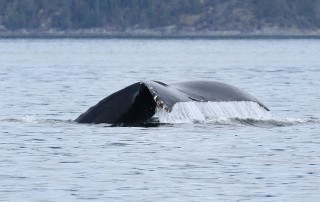 canada-2018-16-071