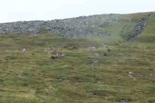 hurtigruten-2022-06-016