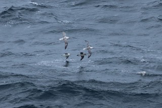 hurtigruten-2022-07-037