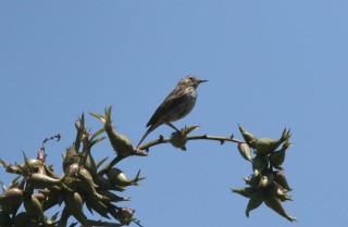 madeira-2019-02-019