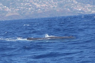 madeira-2019-04-017