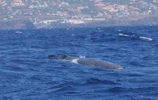 madeira-2019-04-019