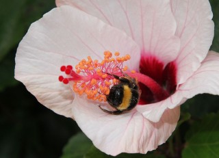 madeira-2019-06-010