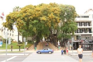 madeira-2019-06-068