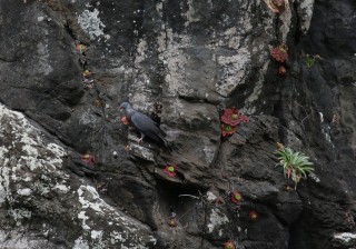 madeira-2019-07-005