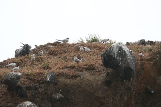 madeira-2019-07-007