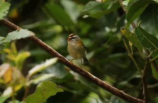 madeira-2019-07-019