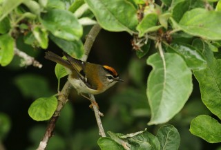 madeira-2019-07-022