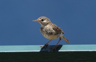 madeira-2019-07-033