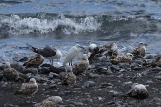 madeira-2019-07-056