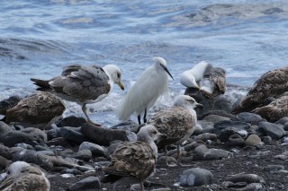 madeira-2019-07-059